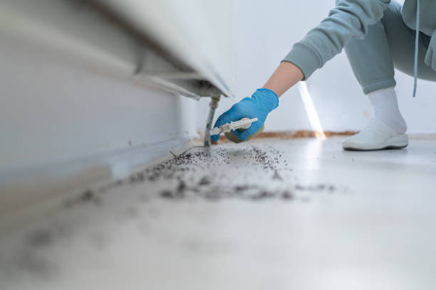 Best Ant Control Services  in Dewitt, IA